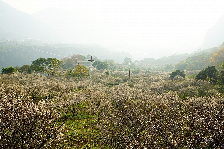 深藏山谷裏的賞梅秘境終點站~西伯、布虎