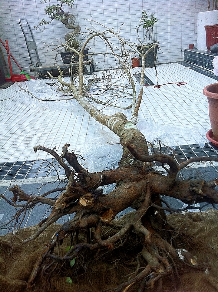 富士櫻裸根移植的時間接近尾聲,趕緊種一棵 分享移植過程