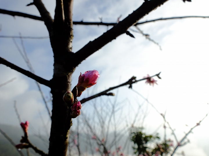 「乘著風，塔塔加踏青」