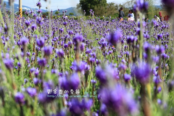 【台中景點】騙人!這不在荷蘭?2015后里中社花市鬱金香花海全攻略懶人包!