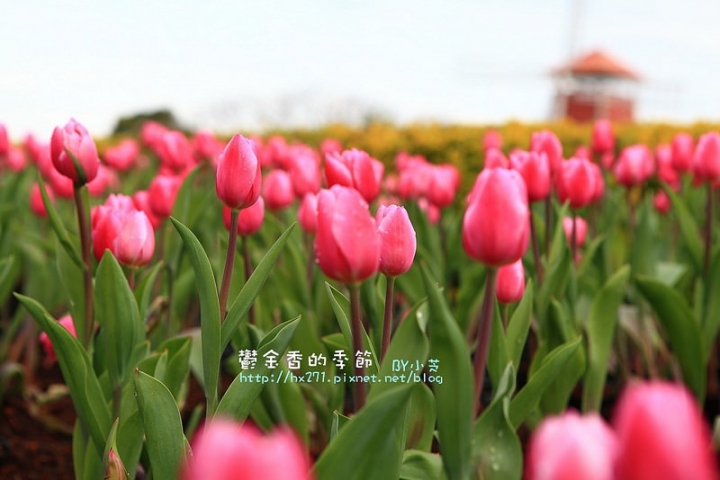 【台中景點】騙人!這不在荷蘭?2015后里中社花市鬱金香花海全攻略懶人包!