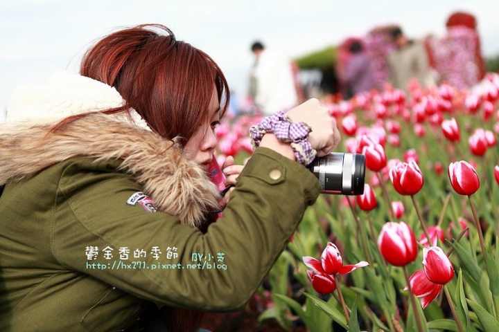 【台中景點】騙人!這不在荷蘭?2015后里中社花市鬱金香花海全攻略懶人包!