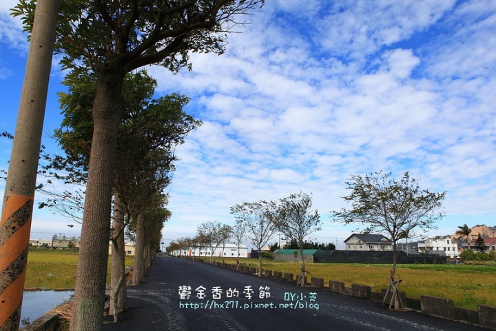 【台中景點】騙人!這不在荷蘭?2015后里中社花市鬱金香花海全攻略懶人包!