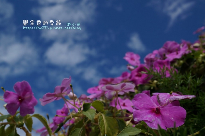 【台中景點】騙人!這不在荷蘭?2015后里中社花市鬱金香花海全攻略懶人包!