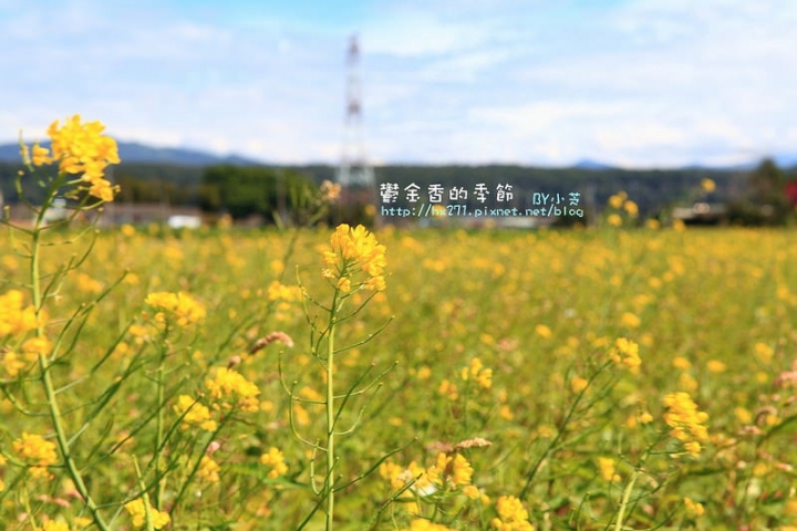 【台中景點】騙人!這不在荷蘭?2015后里中社花市鬱金香花海全攻略懶人包!