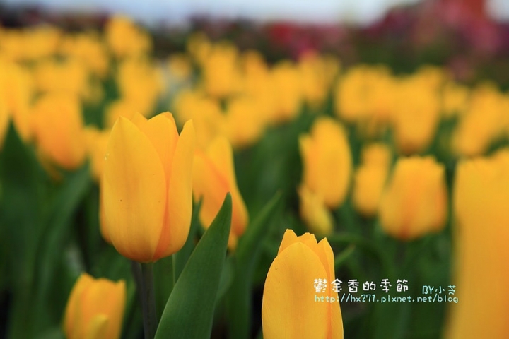 【台中景點】騙人!這不在荷蘭?2015后里中社花市鬱金香花海全攻略懶人包!
