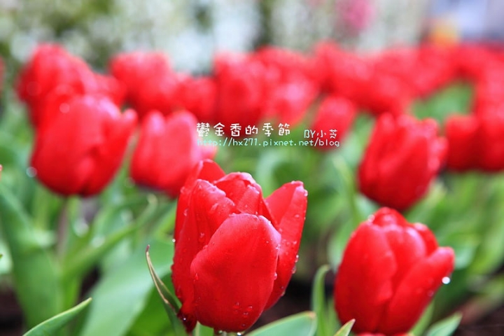 【台中景點】騙人!這不在荷蘭?2015后里中社花市鬱金香花海全攻略懶人包!