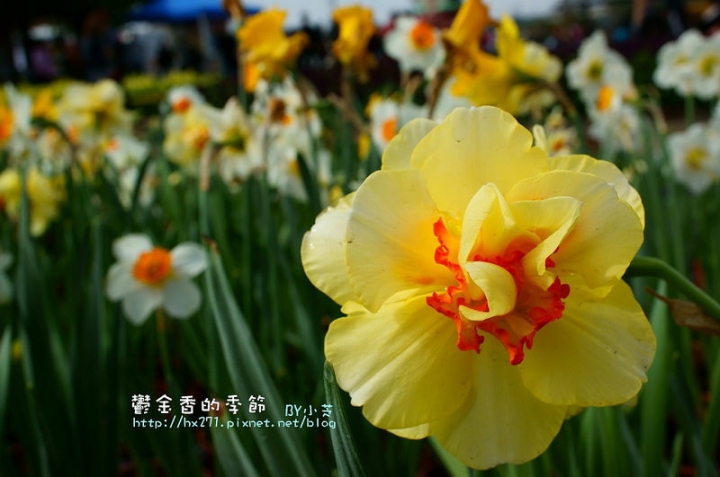 【台中景點】騙人!這不在荷蘭?2015后里中社花市鬱金香花海全攻略懶人包!