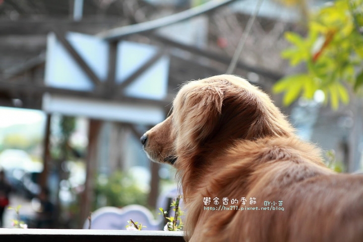 【台中景點】騙人!這不在荷蘭?2015后里中社花市鬱金香花海全攻略懶人包!