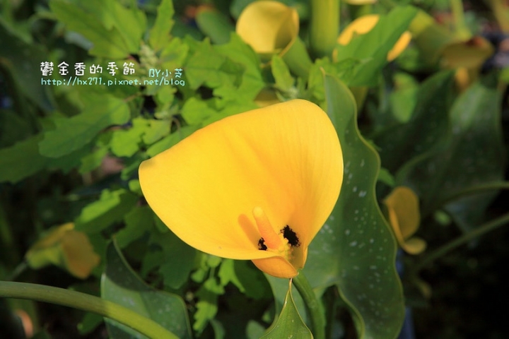 【台中景點】騙人!這不在荷蘭?2015后里中社花市鬱金香花海全攻略懶人包!