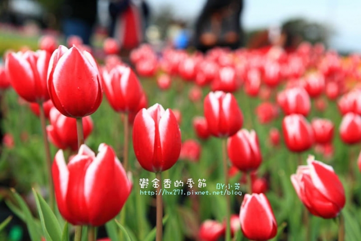 【台中景點】騙人!這不在荷蘭?2015后里中社花市鬱金香花海全攻略懶人包!