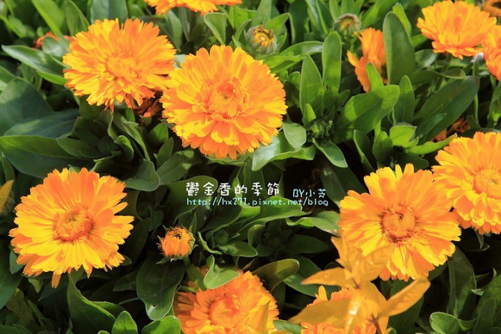 【台中景點】騙人!這不在荷蘭?2015后里中社花市鬱金香花海全攻略懶人包!