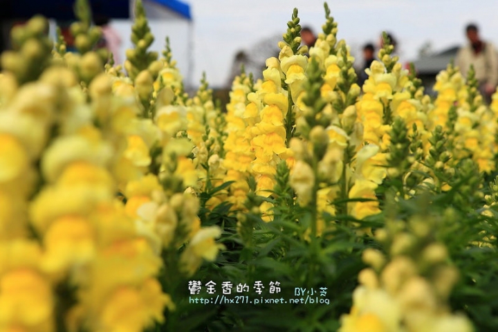【台中景點】騙人!這不在荷蘭?2015后里中社花市鬱金香花海全攻略懶人包!
