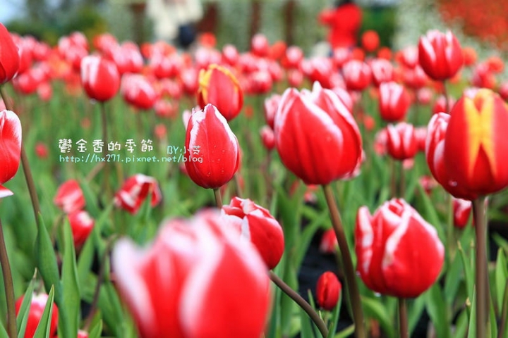 【台中景點】騙人!這不在荷蘭?2015后里中社花市鬱金香花海全攻略懶人包!