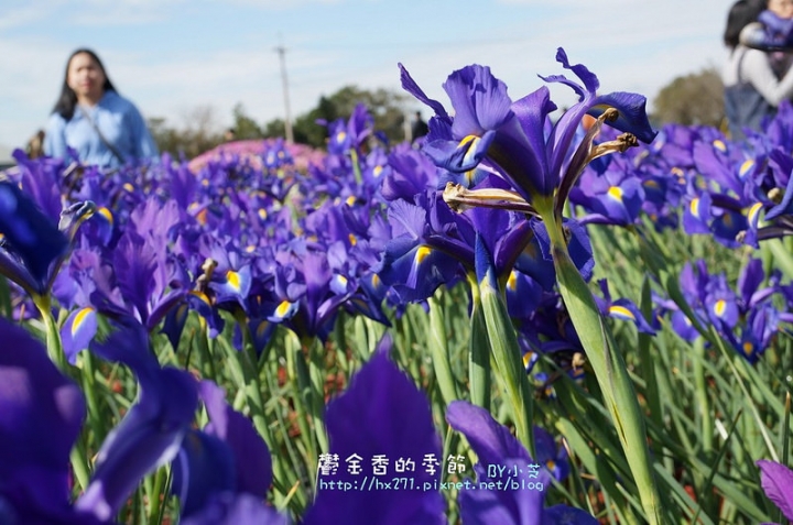 【台中景點】騙人!這不在荷蘭?2015后里中社花市鬱金香花海全攻略懶人包!