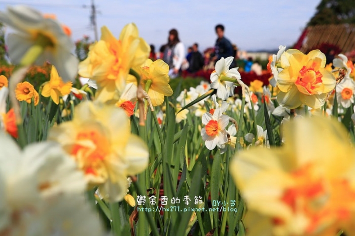 【台中景點】騙人!這不在荷蘭?2015后里中社花市鬱金香花海全攻略懶人包!