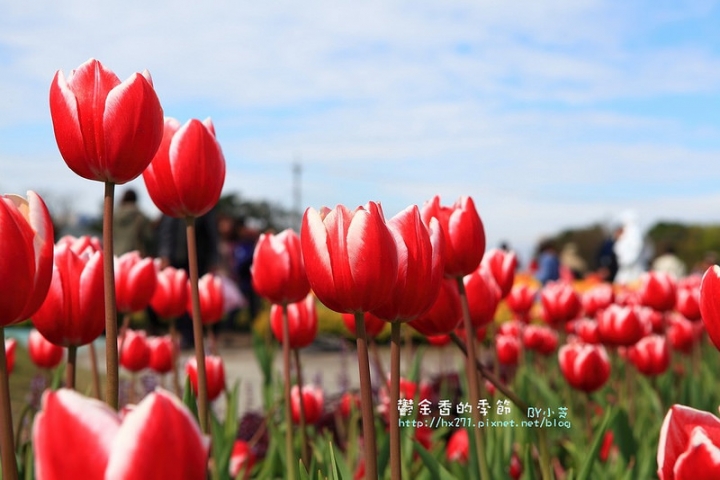 【台中景點】騙人!這不在荷蘭?2015后里中社花市鬱金香花海全攻略懶人包!