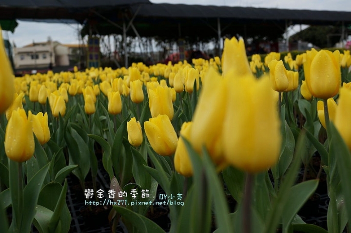 【台中景點】騙人!這不在荷蘭?2015后里中社花市鬱金香花海全攻略懶人包!