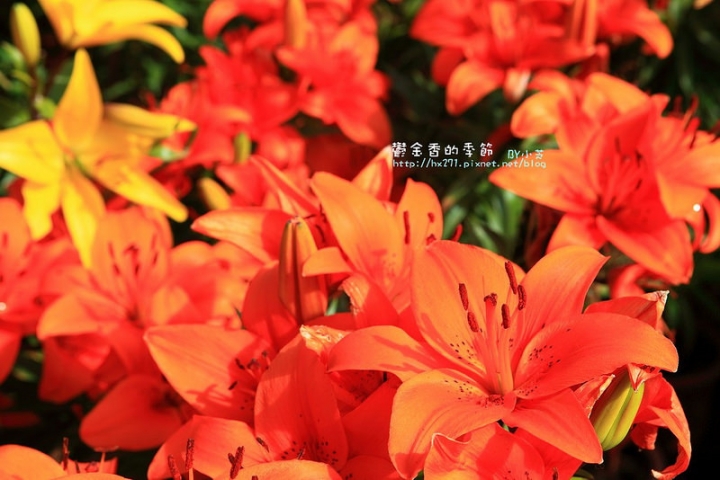 【台中景點】騙人!這不在荷蘭?2015后里中社花市鬱金香花海全攻略懶人包!