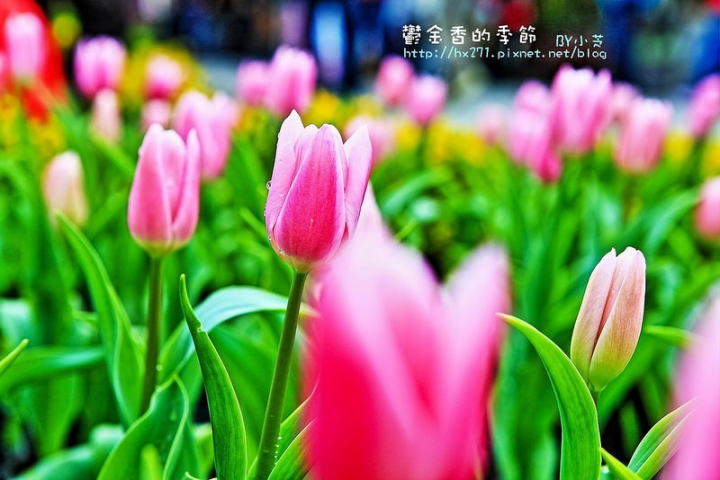 【台中景點】騙人!這不在荷蘭?2015后里中社花市鬱金香花海全攻略懶人包!