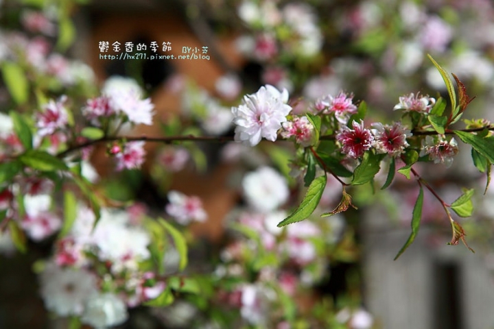 【台中景點】騙人!這不在荷蘭?2015后里中社花市鬱金香花海全攻略懶人包!