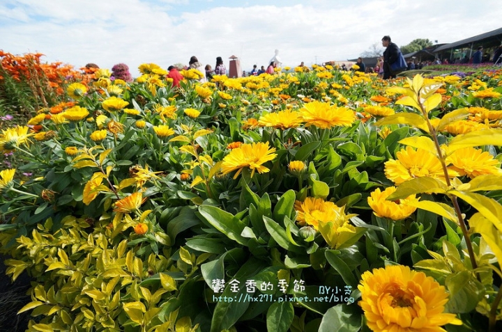 【台中景點】騙人!這不在荷蘭?2015后里中社花市鬱金香花海全攻略懶人包!