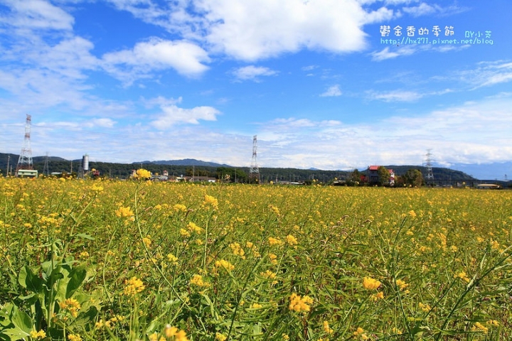 【台中景點】騙人!這不在荷蘭?2015后里中社花市鬱金香花海全攻略懶人包!