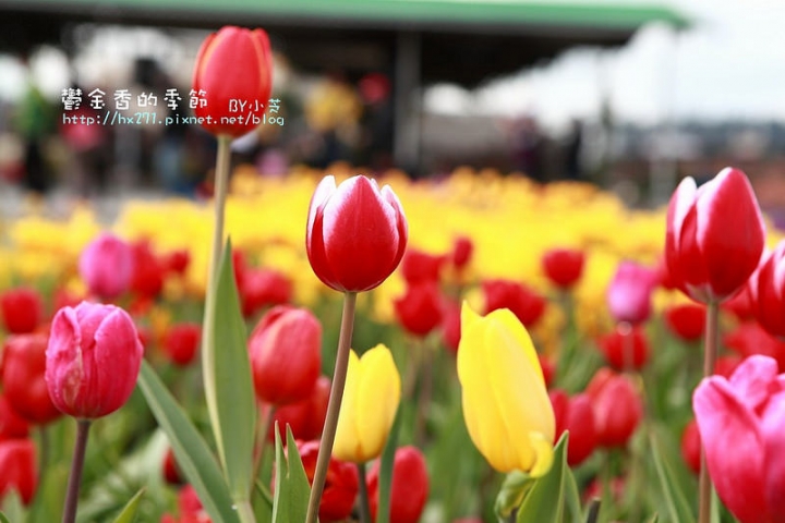 【台中景點】騙人!這不在荷蘭?2015后里中社花市鬱金香花海全攻略懶人包!