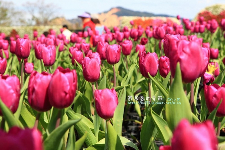 【台中景點】騙人!這不在荷蘭?2015后里中社花市鬱金香花海全攻略懶人包!