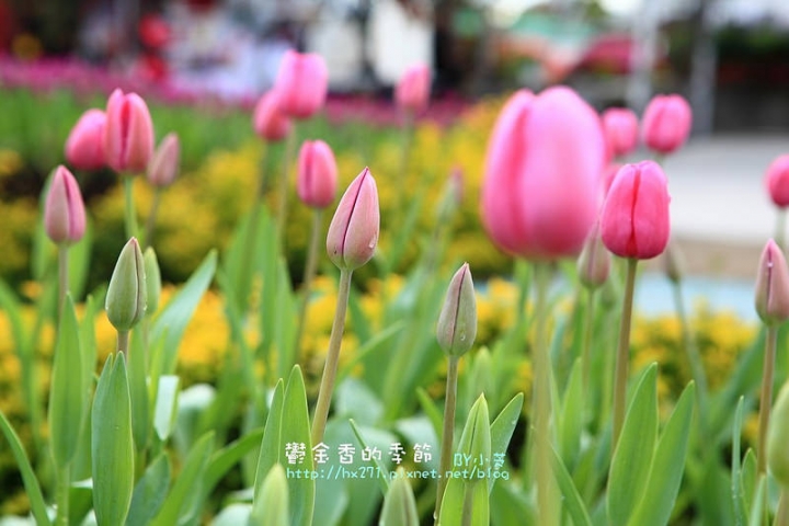 【台中景點】騙人!這不在荷蘭?2015后里中社花市鬱金香花海全攻略懶人包!