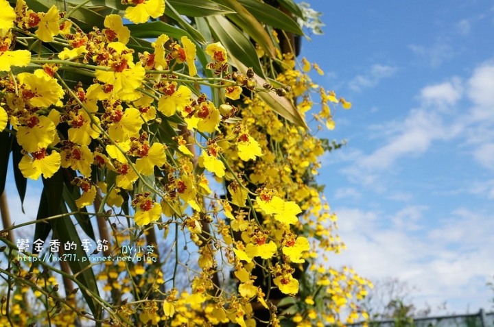 【台中景點】騙人!這不在荷蘭?2015后里中社花市鬱金香花海全攻略懶人包!