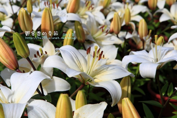 【台中景點】騙人!這不在荷蘭?2015后里中社花市鬱金香花海全攻略懶人包!