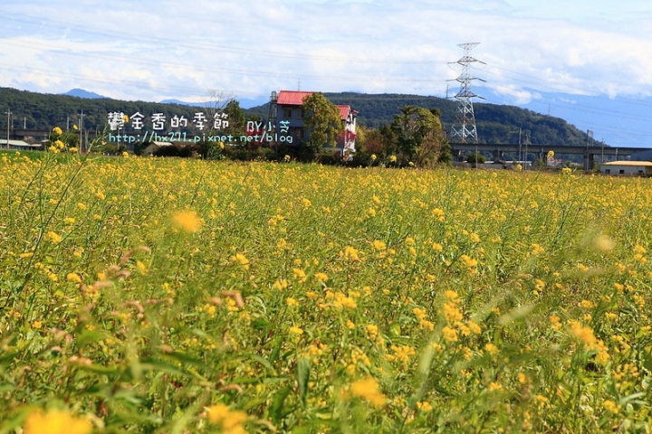 【台中景點】騙人!這不在荷蘭?2015后里中社花市鬱金香花海全攻略懶人包!