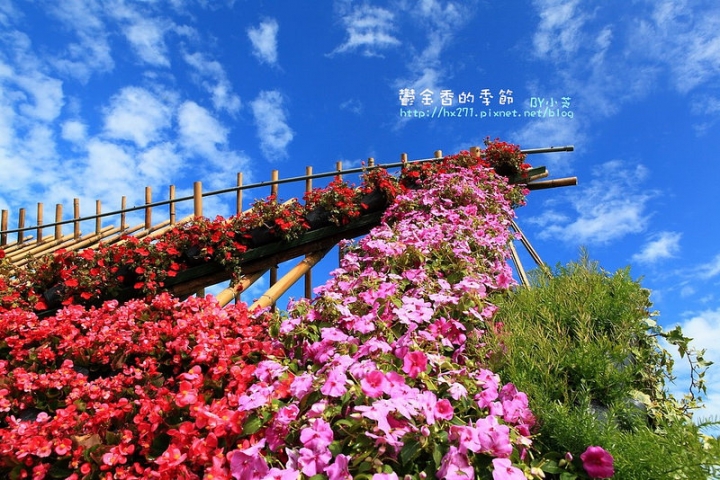 【台中景點】騙人!這不在荷蘭?2015后里中社花市鬱金香花海全攻略懶人包!