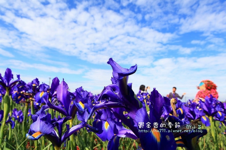 【台中景點】騙人!這不在荷蘭?2015后里中社花市鬱金香花海全攻略懶人包!