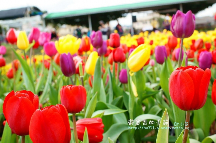 【台中景點】騙人!這不在荷蘭?2015后里中社花市鬱金香花海全攻略懶人包!