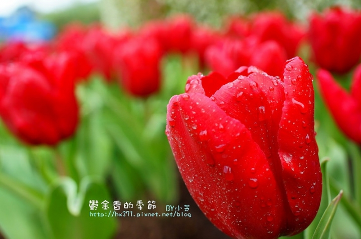 【台中景點】騙人!這不在荷蘭?2015后里中社花市鬱金香花海全攻略懶人包!
