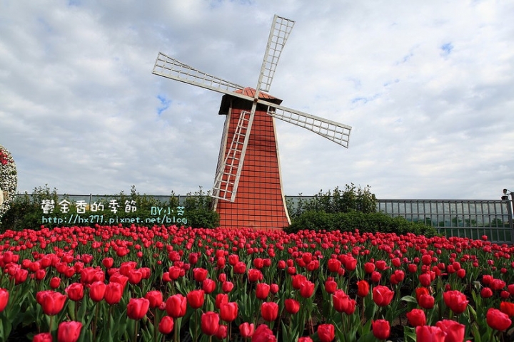 【台中景點】騙人!這不在荷蘭?2015后里中社花市鬱金香花海全攻略懶人包!