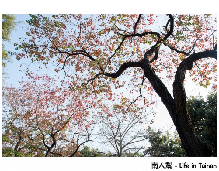 【奇美線一日遊】巴克禮公園.二空樹屋.奇美博物館.仁德糖廠.十鼓.保安車站