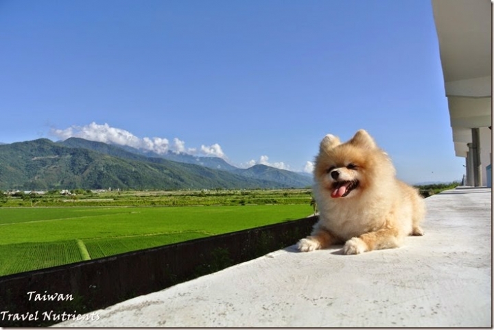 【花蓮.富里】藍天.稻田.青山–收錄花東縱谷間最美麗風景的東里車站