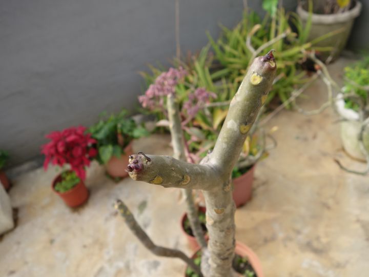 多種不知名植物, 跪求達人幫忙