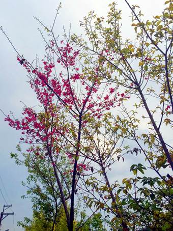 新年愛加倍樹林後花園賞櫻