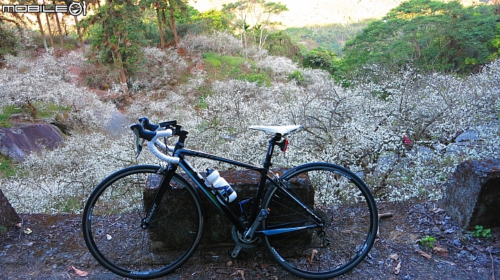 南投賞梅~烏松崙、風櫃斗、牛稠坑