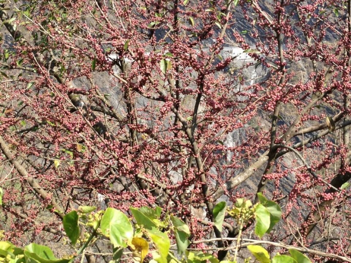 1040202 櫻花樹下 霧台路上 鐵騎好漢 誰能稱王