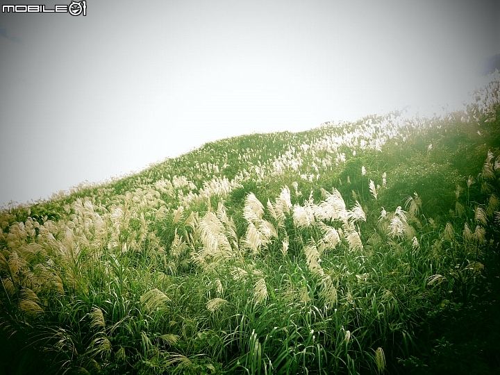 忙芒茫~茶壺山、不厭亭、五分山..經典208