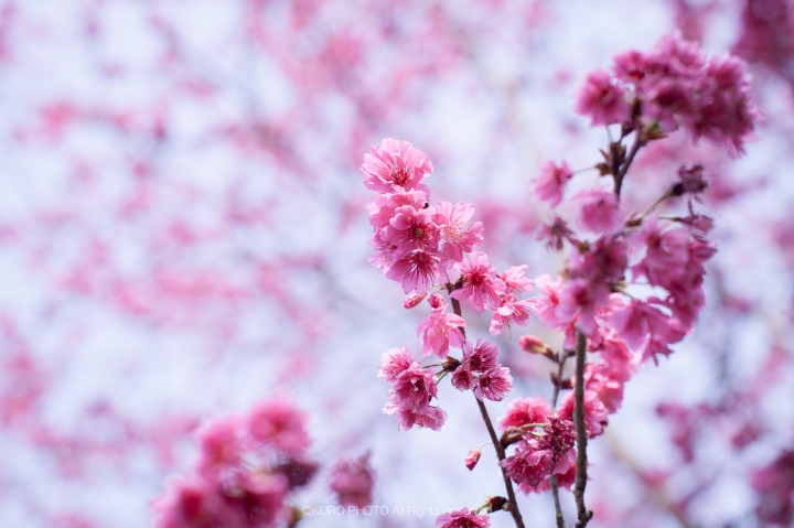 EF 50mm f1.2L , 細語的美好與哀愁