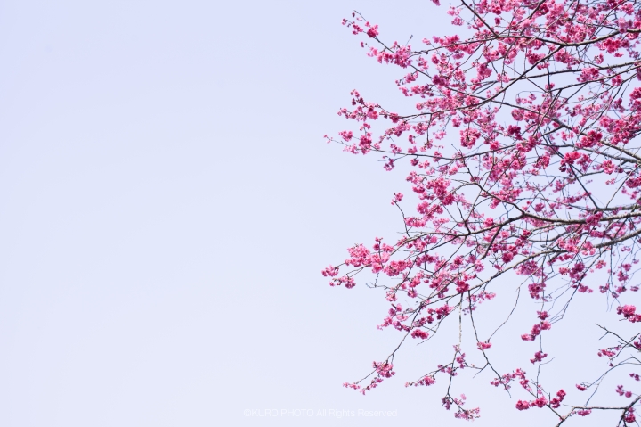 EF 50mm f1.2L , 細語的美好與哀愁