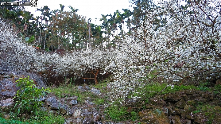 南投賞梅~烏松崙、風櫃斗、牛稠坑