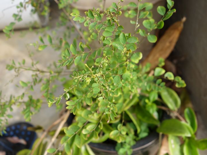 多種不知名植物, 跪求達人幫忙