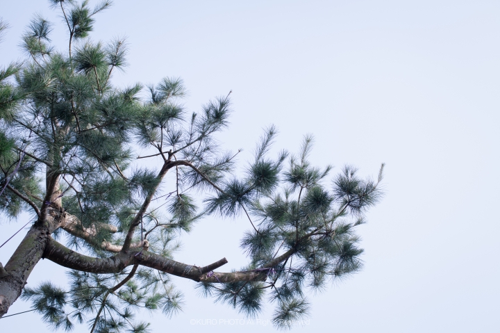 EF 50mm f1.2L , 細語的美好與哀愁